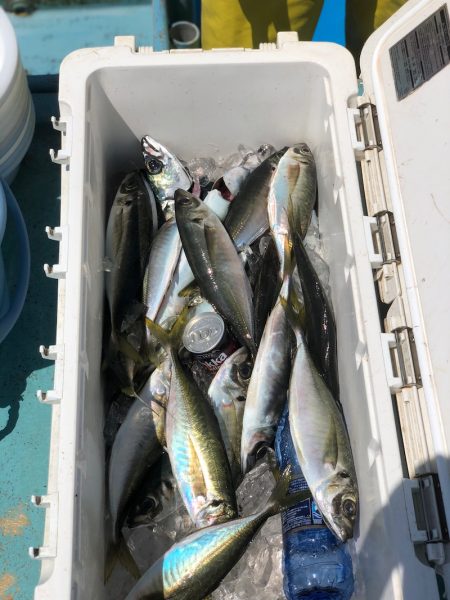 丸万釣船 釣果