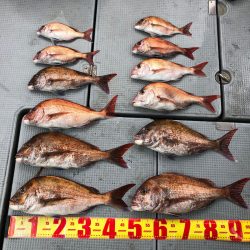 遊漁船高橋 釣果