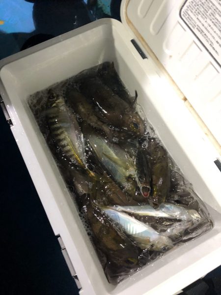 ヤザワ渡船 釣果