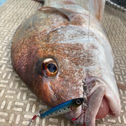 龍神丸（鹿児島） 釣果