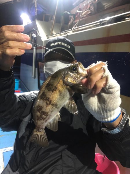 ヤザワ渡船 釣果