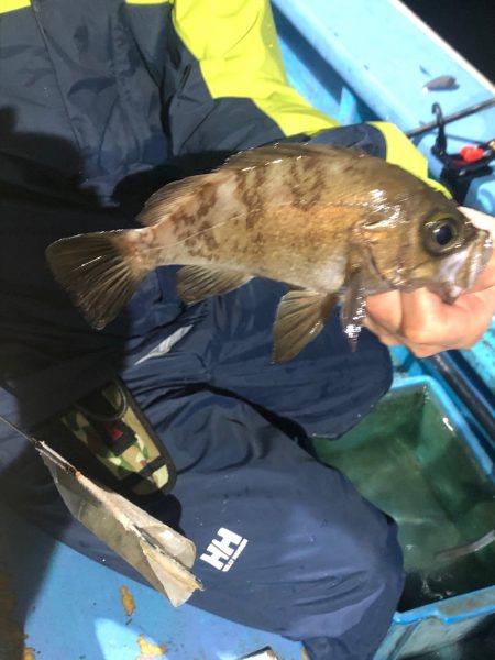 ヤザワ渡船 釣果