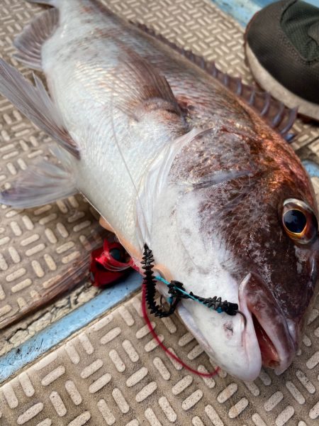 龍神丸（鹿児島） 釣果