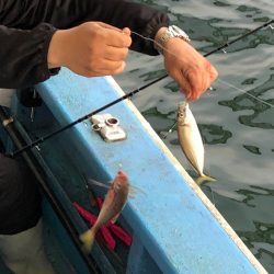 ヤザワ渡船 釣果