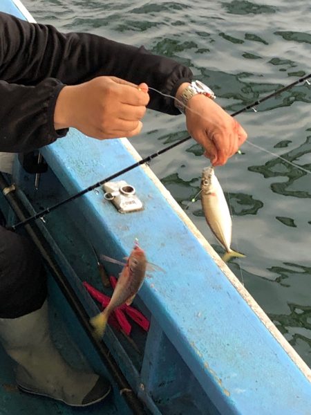 ヤザワ渡船 釣果