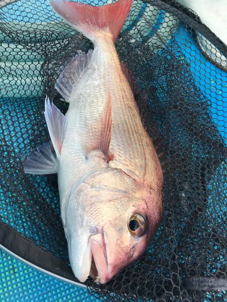 太平丸 釣果