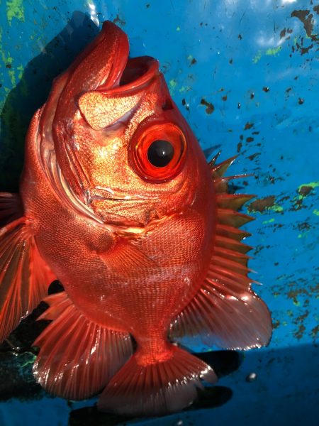 太平丸 釣果