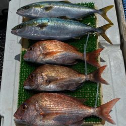 釣人家 釣果