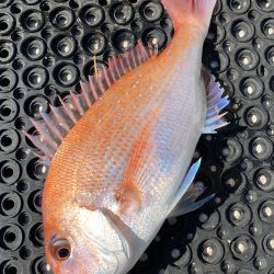 釣人家 釣果