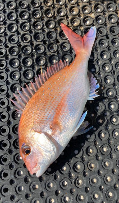 釣人家 釣果