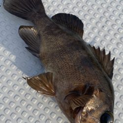 釣人家 釣果