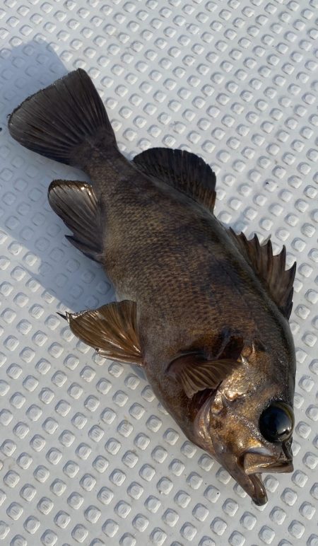 釣人家 釣果