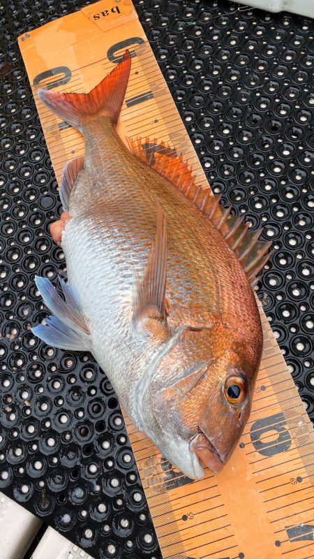 釣人家 釣果