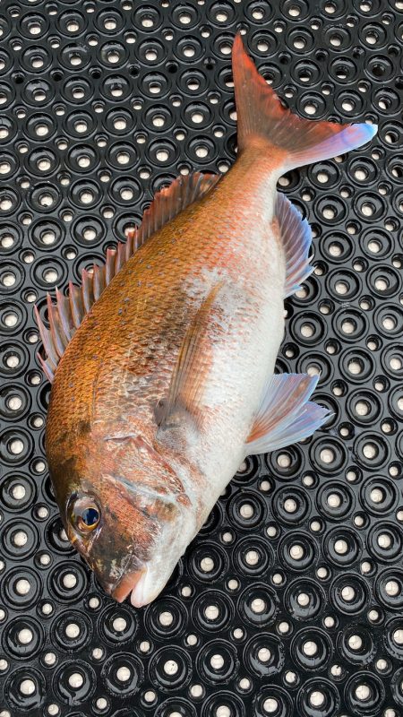 釣人家 釣果