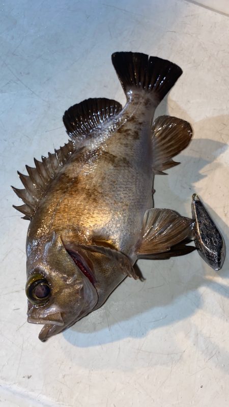 釣人家 釣果