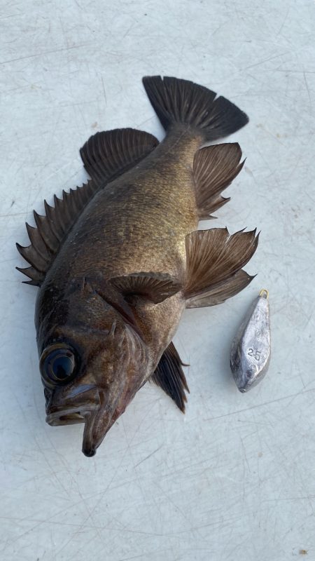 釣人家 釣果