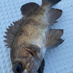 釣人家 釣果