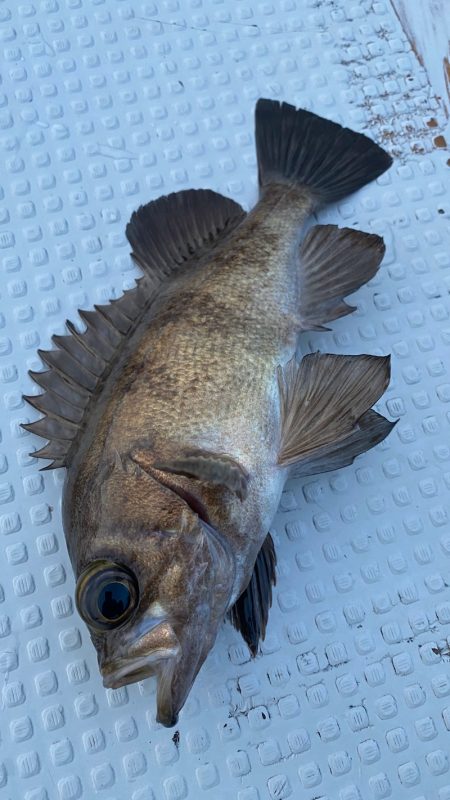 釣人家 釣果