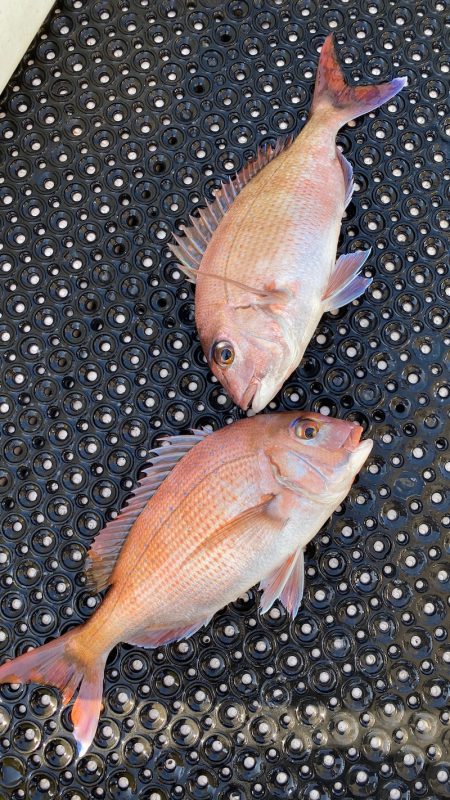 釣人家 釣果