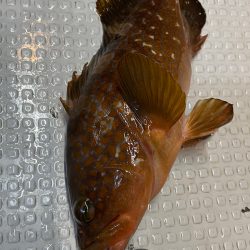 釣人家 釣果