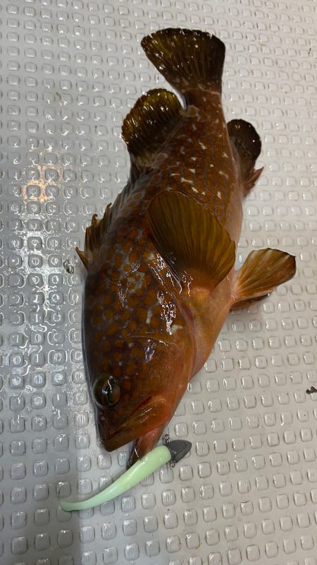 釣人家 釣果