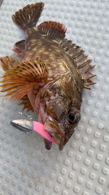 釣人家 釣果