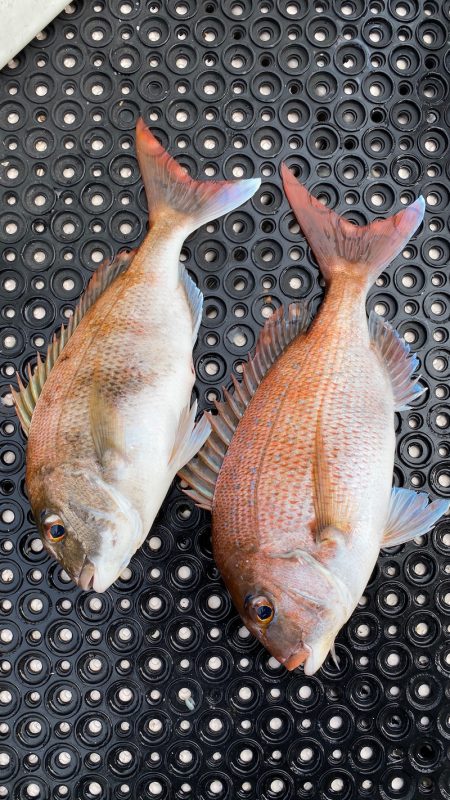 釣人家 釣果