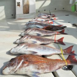 KIM Fishing Guide Service 釣果