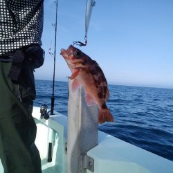 ひな丸 釣果