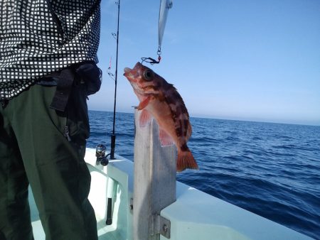 ひな丸 釣果