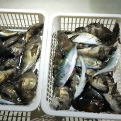 KIM Fishing Guide Service 釣果