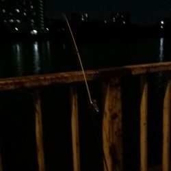 淀川のウナギ釣りパート10