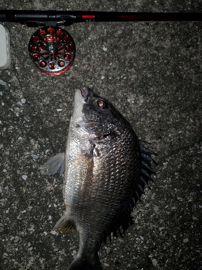 ヘチ釣り初挑戦