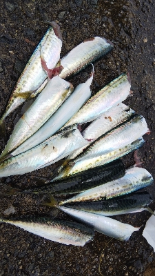 15センチのサバが沢山釣れました。