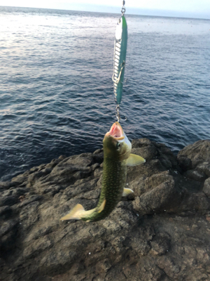 ラピードf160でまさかの 笑 北海道 ショアジギング ホッケ 陸っぱり 釣り 魚釣り 釣果情報サイト カンパリ