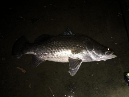 アカメ 高知 高知港周辺 その他ルアー釣り 陸っぱり 釣り 魚釣り 釣果情報サイト カンパリ