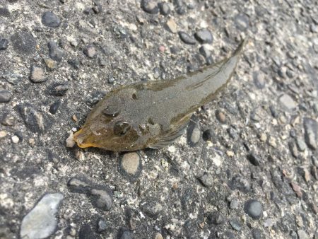 メゴチマゴチアオチってな 和歌山県 和歌山マリーナシティ ちょい投げ サバ 陸っぱり 釣り 魚釣り 釣果情報サイト カンパリ