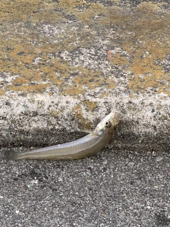 灘浜での投げ釣り