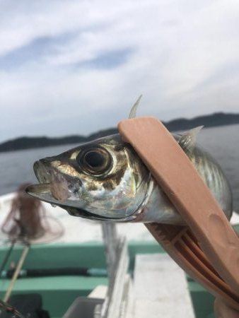 宝来丸さんでアジ