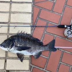 なぎさ公園チヌ黒鯛ヘチ釣り