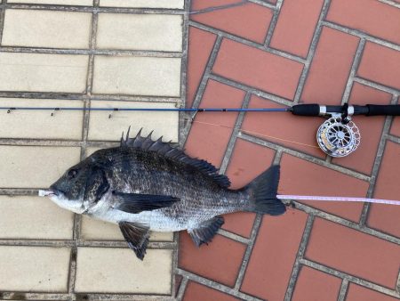 なぎさ公園チヌ黒鯛ヘチ釣り