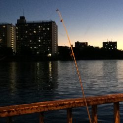 淀川のウナギ釣りパート9