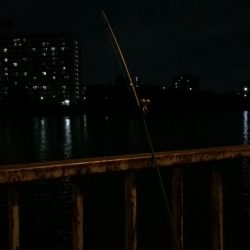 淀川のウナギ釣りパート10