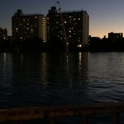 淀川のウナギ釣りパート9