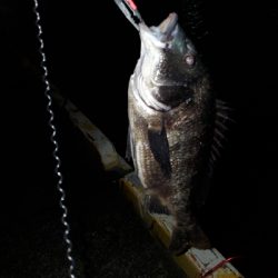 ヘチ釣り　チヌ調査