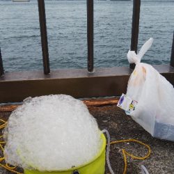 15センチのサバが沢山釣れました。