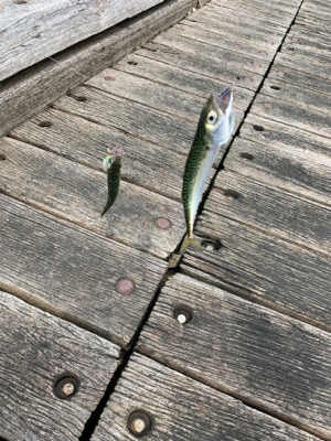 サバは釣れます。