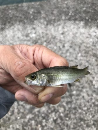 梅雨の中休み