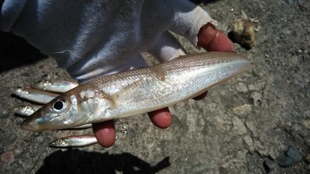 播磨新島へキス釣行