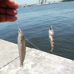 播磨新島濁り酷く高砂港へ移動しました